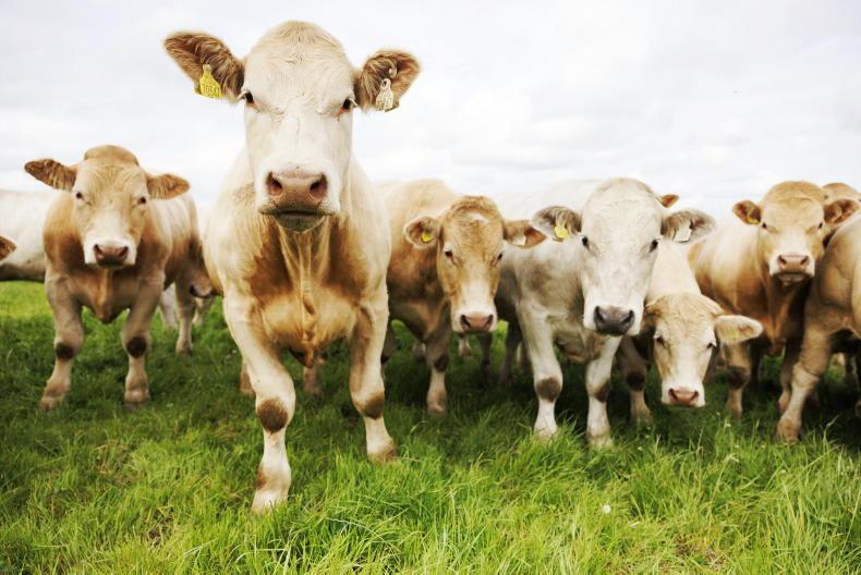Minister Heydon in the UK to strengthen Irish beef trade