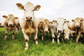 Minister Heydon in the UK to strengthen Irish beef trade