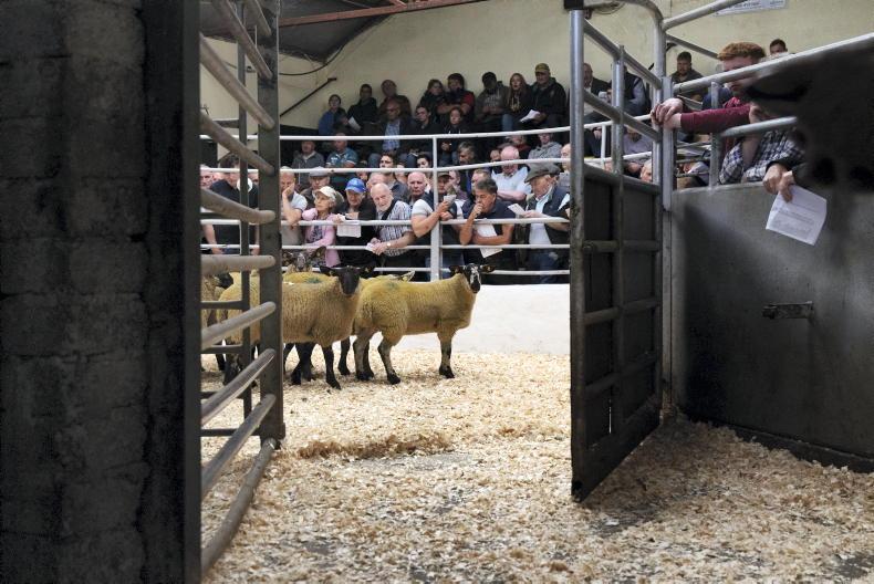Tullow sheep breeding sale defies sliding factory prices as hoggets top €400