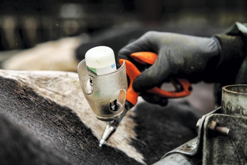 Bluetongue cases on the rise in Britain