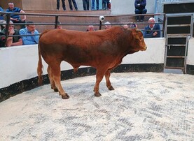 Northern View: quotes steady amid talk of price pull