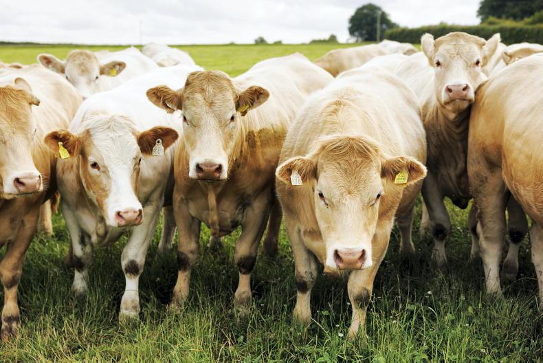 Beef Management: managing grass, autumn-calving cows and first-calved heifers