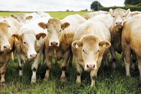 Beef Management: managing grass, autumn-calving cows and first-calved heifers