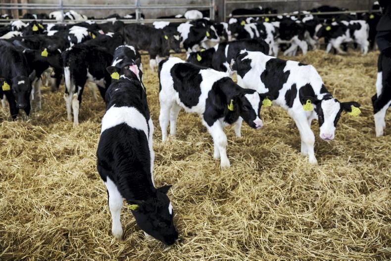 Department 'ready to assess and approve vessels' for shipping cattle - Minister
