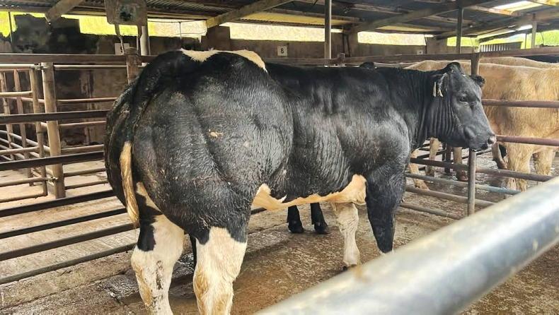 Camera at the Mart: lively trade for quality weanlings in Manorhamilton