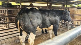 Camera at the Mart: lively trade for quality weanlings in Manorhamilton