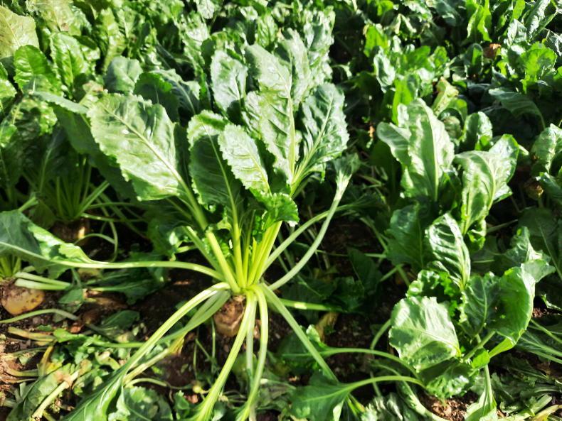 Beet needs boron and fungicide after dry weather