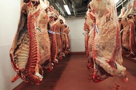 Beef trade steady despite factory pressure on price