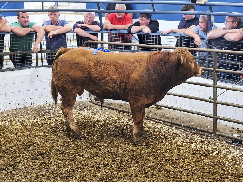 Camera at the Mart: Solid demand at show and sale in Tuam Mart