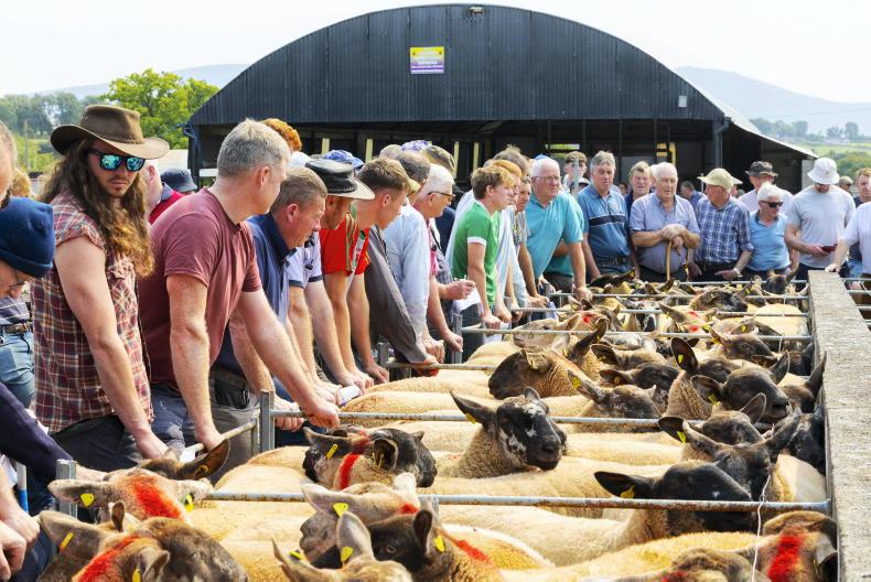 Borris Ewe Breeders sale goes online