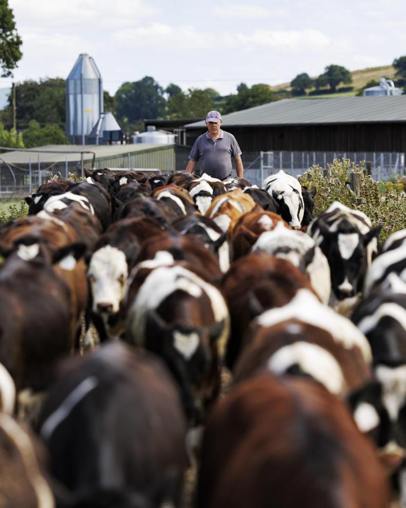In pictures: farm walks, agricultural shows and busy marts across Ireland