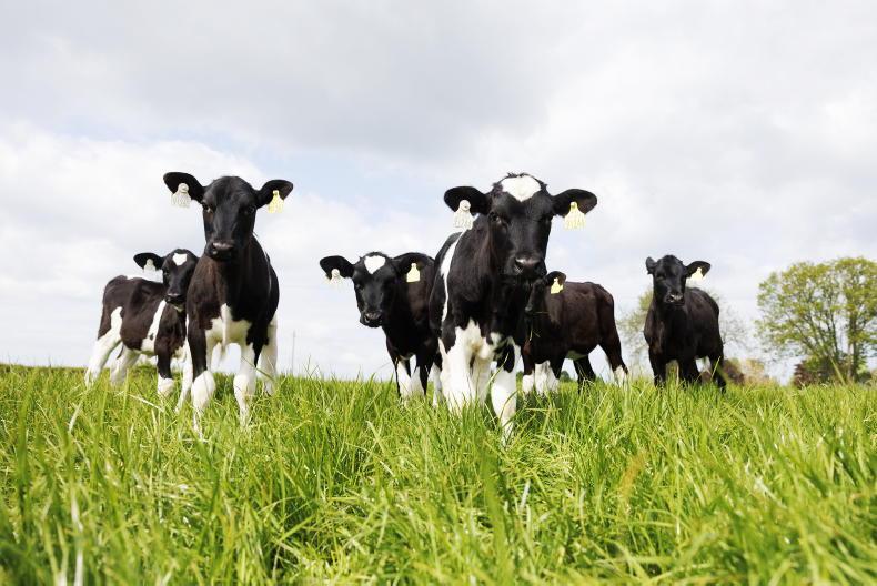 Vet explains what could be behind coughing calves this summer