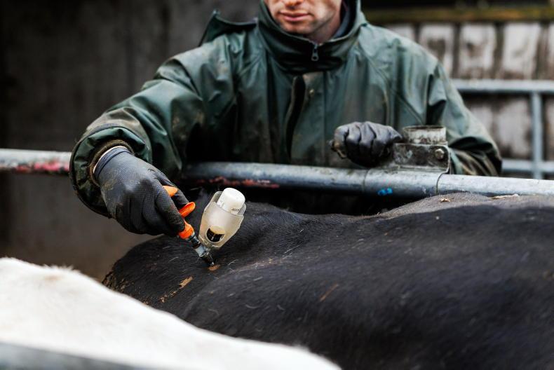 Vaccination status of infected sheep in England unknown – Department