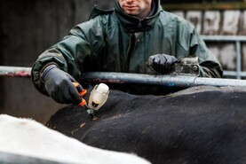 Vaccination status of infected sheep in England unknown – Department