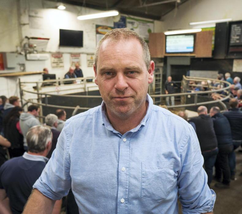 Beef cattle sought after in Elphin