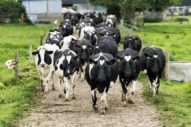 Ornua PPI lifts marginally for July