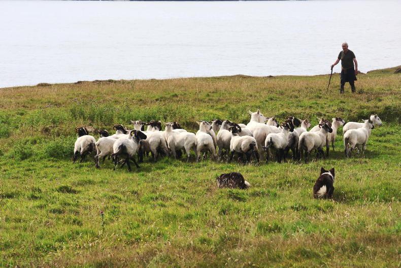 100 farmers rejected from Farm Assist last year