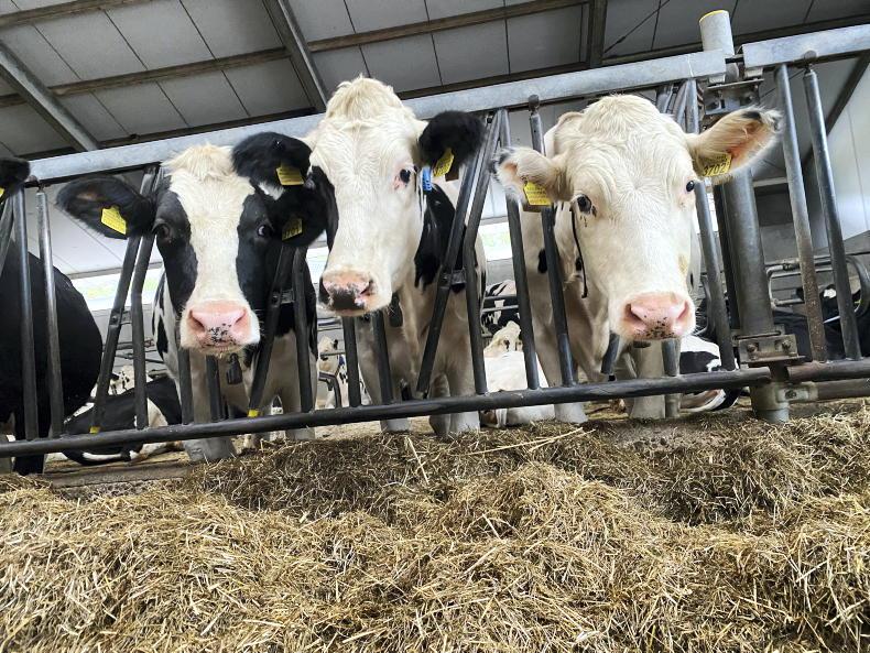 Paying farmers to cull cows: the Netherlands’ €615m emissions plan