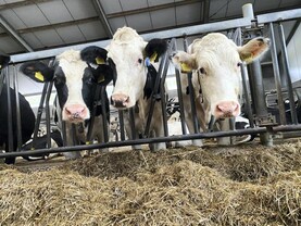 Paying farmers to cull cows: the Netherlands’ €615m emissions plan
