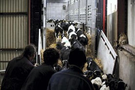 Macra warns Brittany Ferries exit is another blow to young farmers