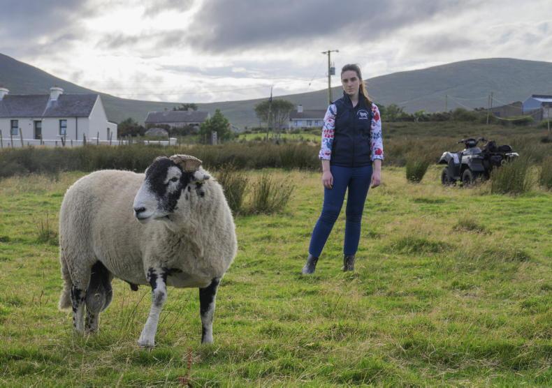 Why this Mayo farmer backs Swaledales - with ewes rearing triplets at 20