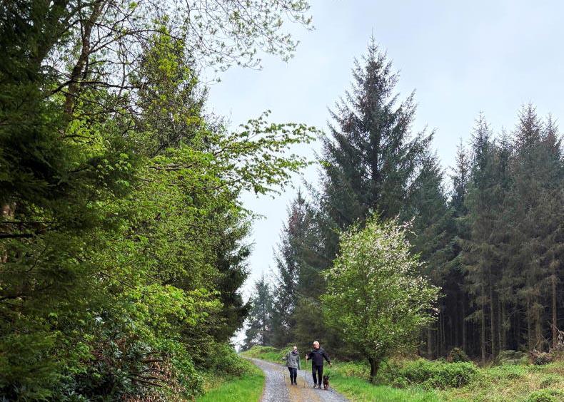 Public support strong for forestry 