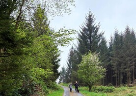 Public support strong for forestry 