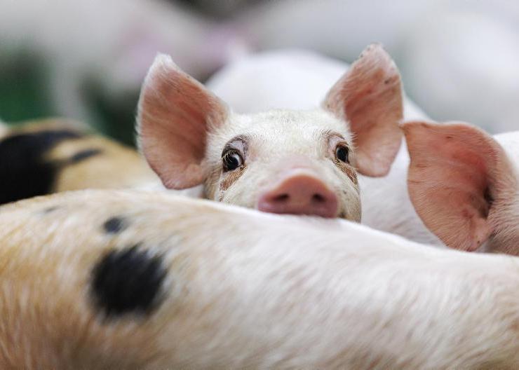 Dempsey at Large:  the lack of a safety net hits EU farms