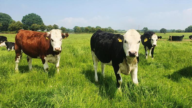 Ireland's 'quite unusual' grass-based beef system focus of new European project