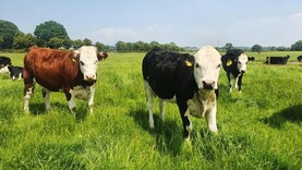 Ireland's 'quite unusual' grass-based beef system focus of new European project