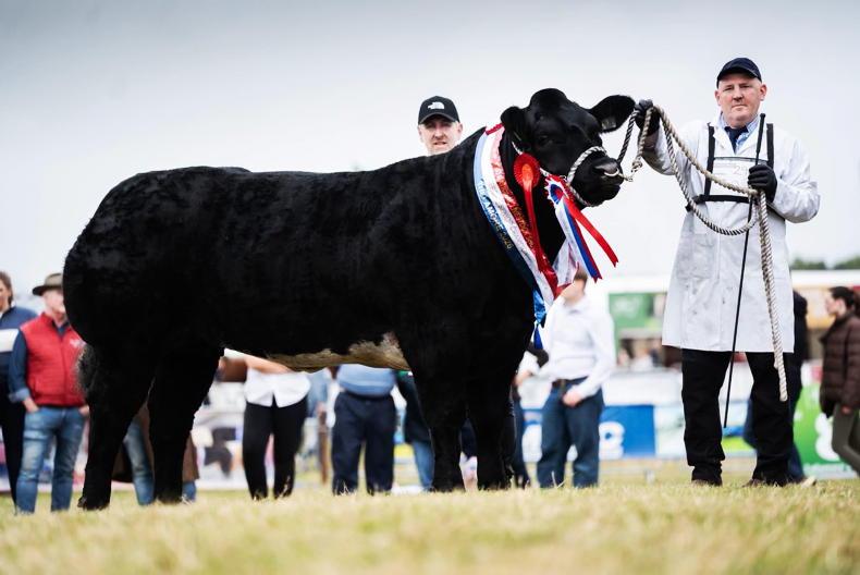 Champion heifer Ruby makes it two in a row at Tullamore Show