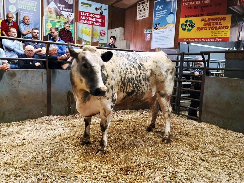Cull cows to £2,460 at Rathfriland Mart