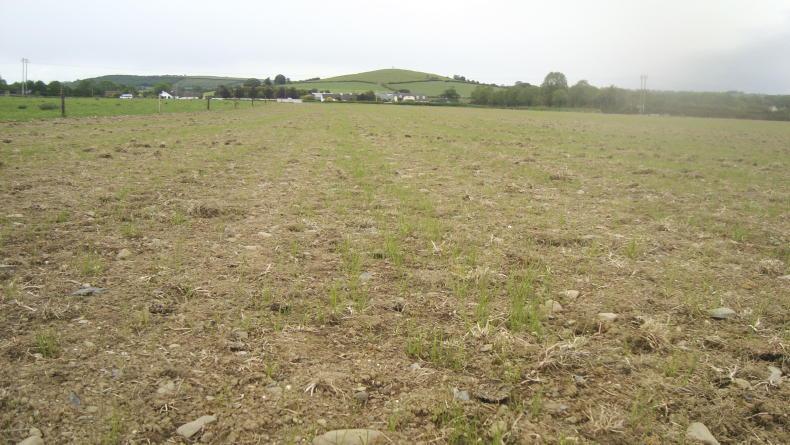 Dairy Management: maintaining performance and managing reseeds