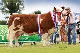 High praise for 30th National Simmental Show