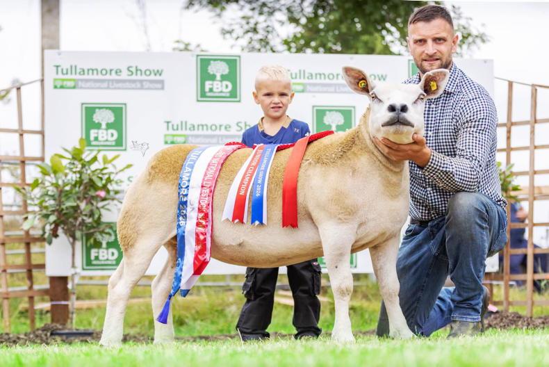 Strong entries and superb quality sheep on display at Tullamore Show