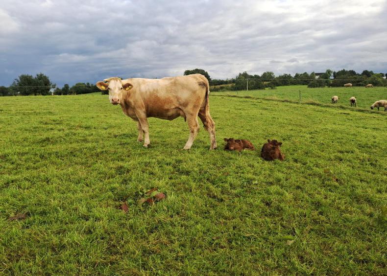 Back in the swing of autumn calving