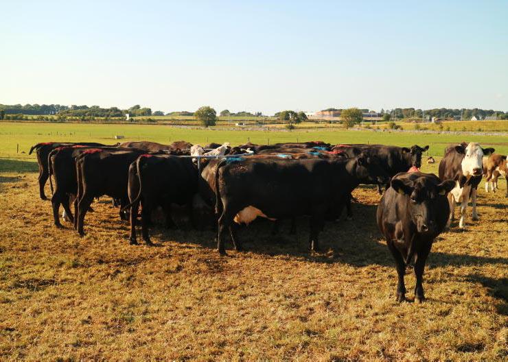 No respite for drought-stricken farmers 