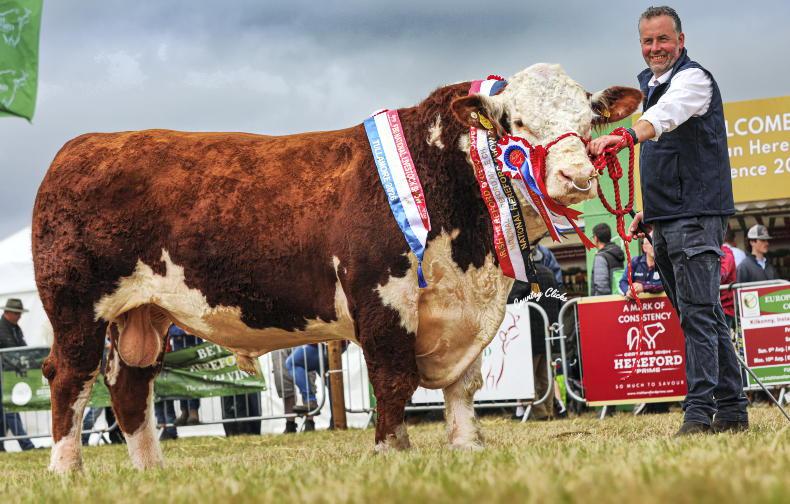 European breeders feast on Ireland's finest Hereford genetics