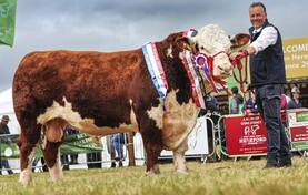European breeders feast on Ireland's finest Hereford genetics