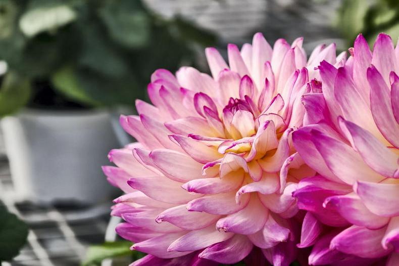 Gardening with Paul: how to grow stunning dahlias in any garden