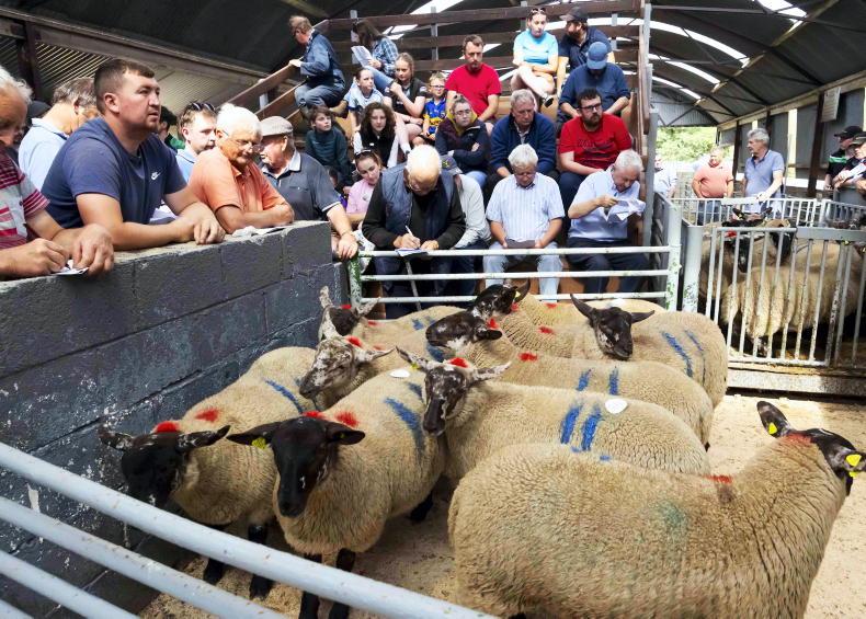 Ewe hoggets average €325 in Borris sale