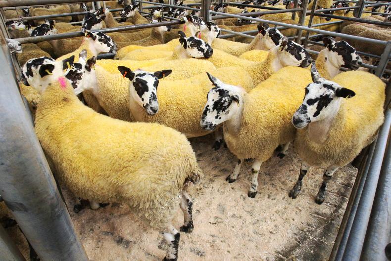 Mule hoggets soar by £55/head in Ballymena