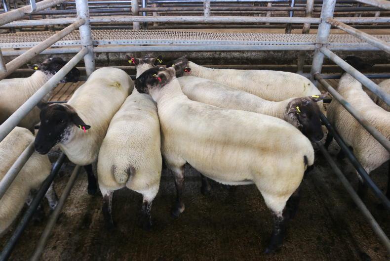 In pictures: Hoggets average €245/hd in Ennis show and sale