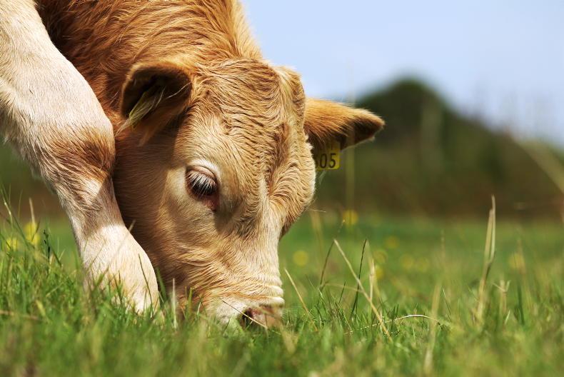Coolmore confirms ‘regrettable’ deaths of 14 cattle in hot spell 
