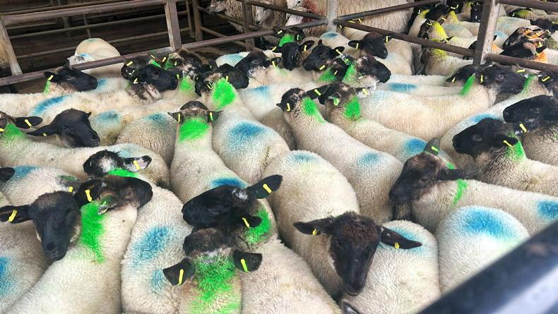 Sheep mart prices: weather and price eases demand for stores