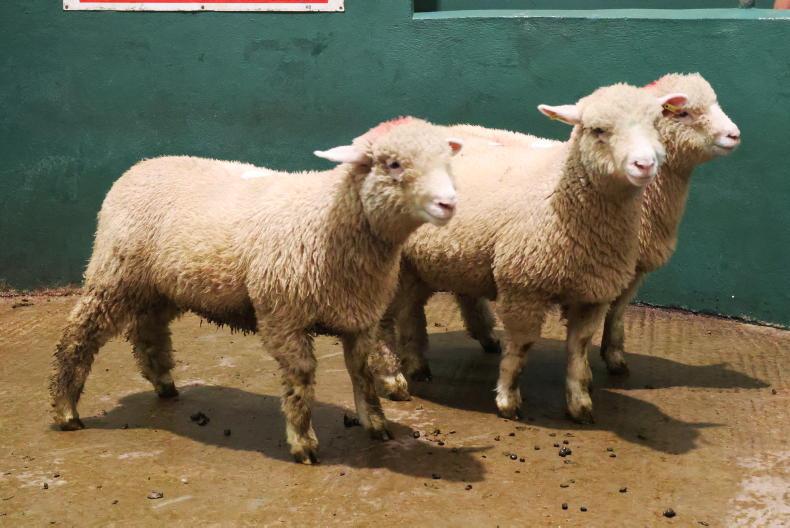 Organic sheep farmers seek better market access