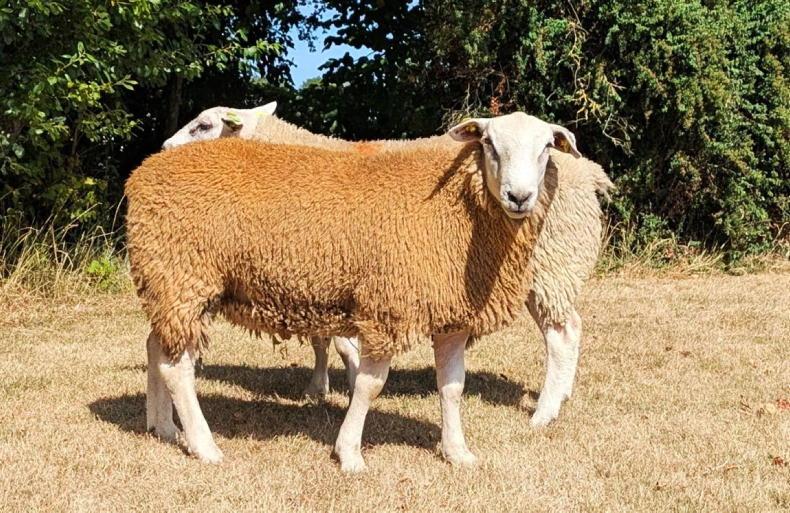 Record price of €4,000 for a Belclare ram