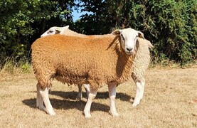 Record price of €4,000 for a Belclare ram