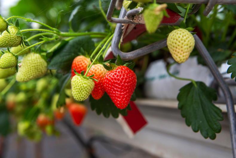 Irish strawberries in demand but growers warn of labour and weather challenge