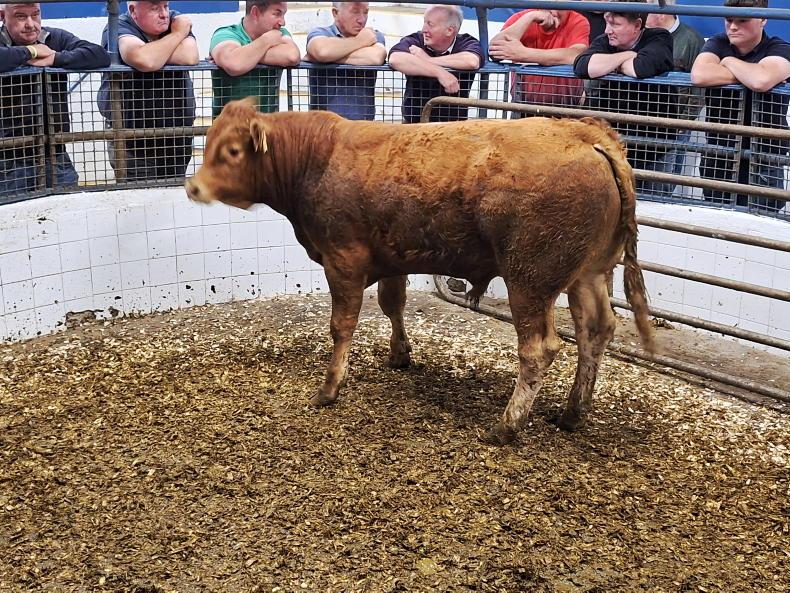 MartBids analysis: heavy cattle rise but light cattle take a hit